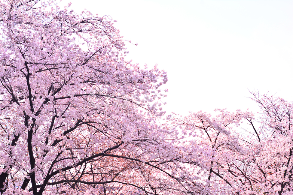 벚꽃,붐꽃,벚꽃축제,공원,시즌,계절,백그라운드,배경,바탕,spring,season,flowers,나무꽃,분홍색꽃,핑크색,pink,아름다운,화사한,화려한,예쁜,beautiful,background,3월,4월,꽃축제,체리블라썸,절정,만발,봄,계절,spring,season,자연,풍경,nature,landscape,plant,식물,flower,꽃,blossom