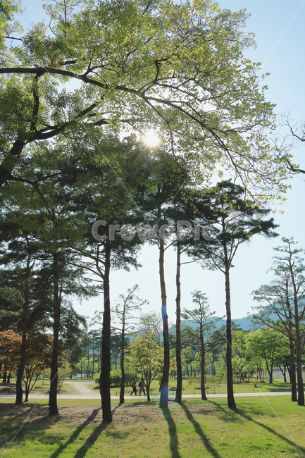 plant,식물,tree,나무,outdoors,옥외,경복궁,green,leaf,큰나무