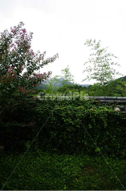 기와지붕,traditional,담장,나무,식물,plant,배롱나무,꽃,flower,한국전통,한국문화,korean traditional,korean culture,식물,자연,plants,nature