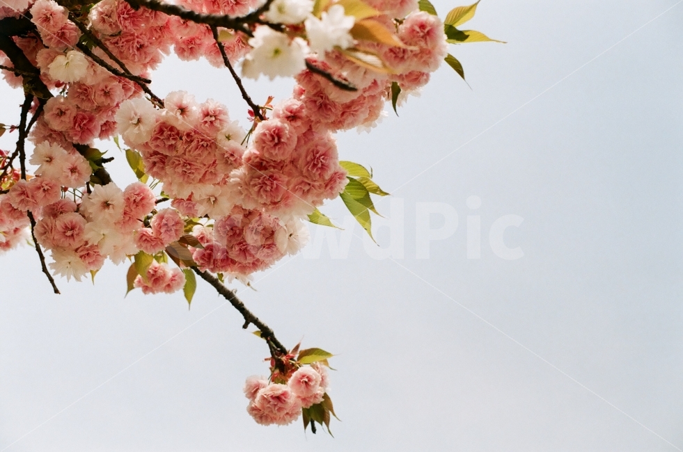 겹벚꽃,겹벚꽃나무,벚꽃,벚꽃나무,꽃,봄,봄,계절,spring,season,식물,자연,plants,nature,꽃,flower,plant,blossom