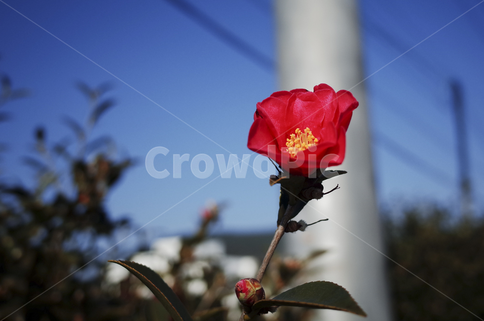 꽃,flower,blossom,red,redflower,빨간꽃,동백,동백꽃,camellia,plant,식물,식물,자연,plants,nature,꽃,flower
