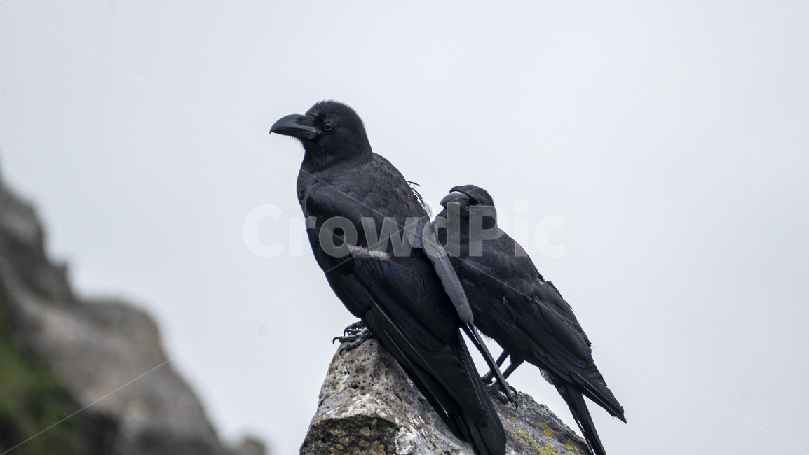 까마귀,까마귀들,야생동물,새,crow,산속,숲속,날짐승