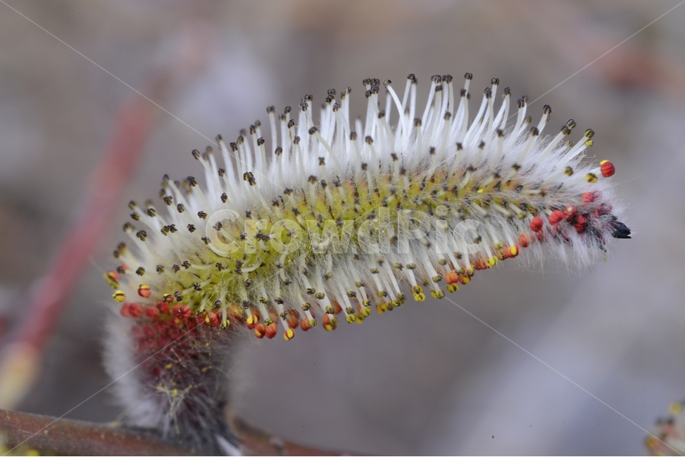 봄,꽃,자연,nature,클로즈업,closeup,갯버들,spring,flower,봄,계절,spring,season,식물,자연,plants,nature,꽃,flower,plant
