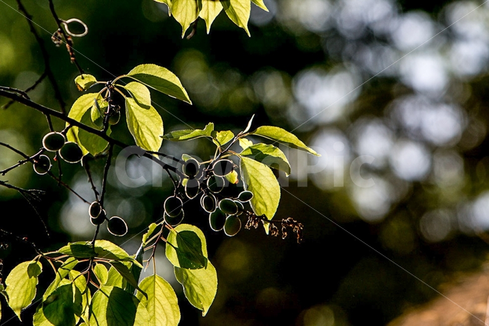 빛,역광,나뭇잎,보케,사광,측광,식물,자연,plants,nature,과일,열매,fruit