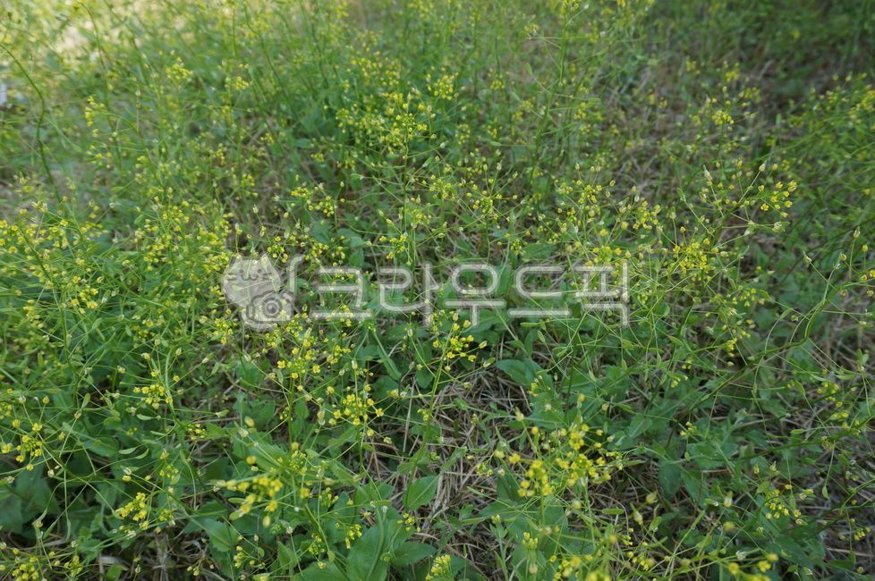 들, 옥외, 자연, 잡초, 들풀, 사진,이미지,일러스트,캘리그라피 - joyfulharu작가