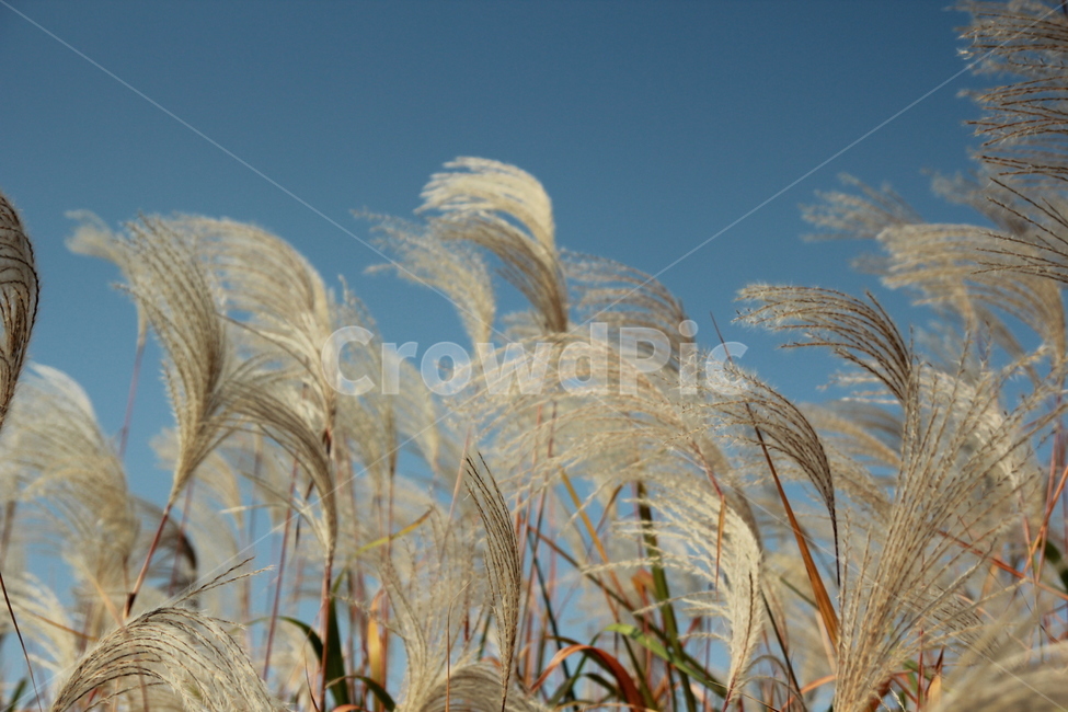 갈대,하늘,가을,억새,바람,하늘공원,가을,계절,fall,autumn,season,자연,풍경,nature,landscape,grass,잔디,plant,식물,lawn