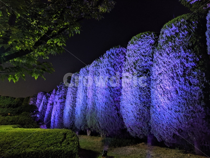 나무,보라색,여름밤,숲,purple