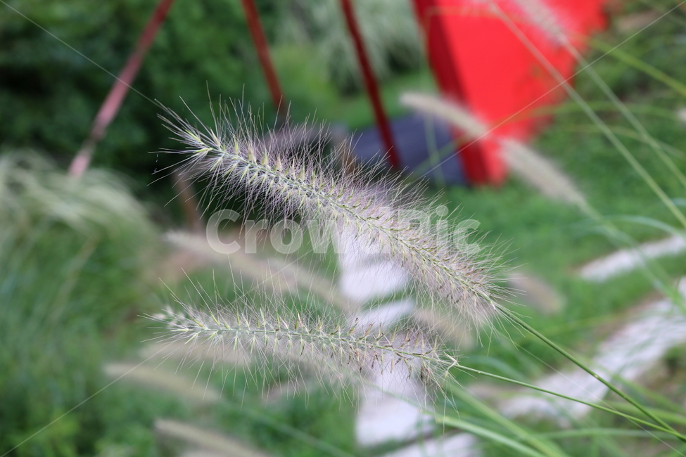 수크령,길갱이,랑미초,식물,벼과,벼과식물,자연,식물,자연,plants,nature