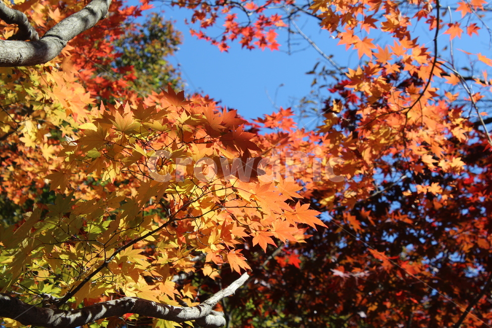 plant,maple,단풍,식물,leaf,잎,tree,나무,단풍나무,가을,햇살,가을햇살,단풍잎,주황단풍,단풍절정