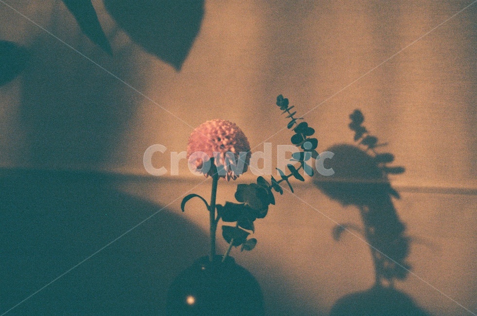 shadow,cozy,eucalyptus,film photo,night,vase,film,sensitive,flower,Pompon,pot,plant,dark,quiet,emotional photo,evening,curtain