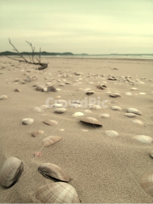 나무,조개껍데기,모래사장,바닷가,바다,서해바다,해변,바다,beach,sea