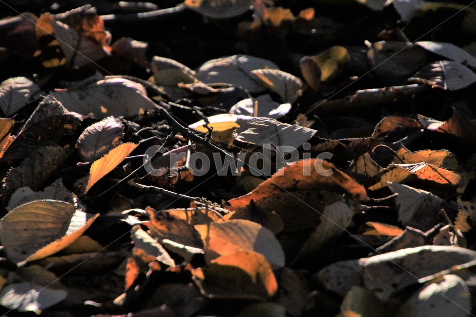 leaf,잎,plant,식물,바닥,낙엽,가을,가을,계절,fall,autumn,season,식물,자연,plants,nature