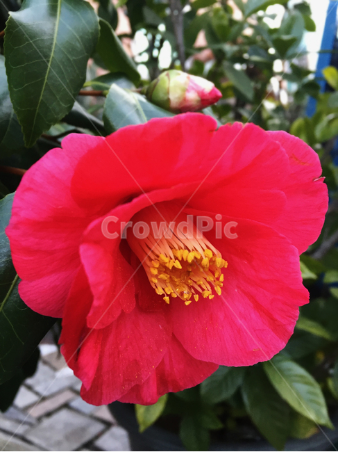 동백꽃,빨간동백,꽃,빨강,나무,식물,자연,plants,nature,꽃,flower