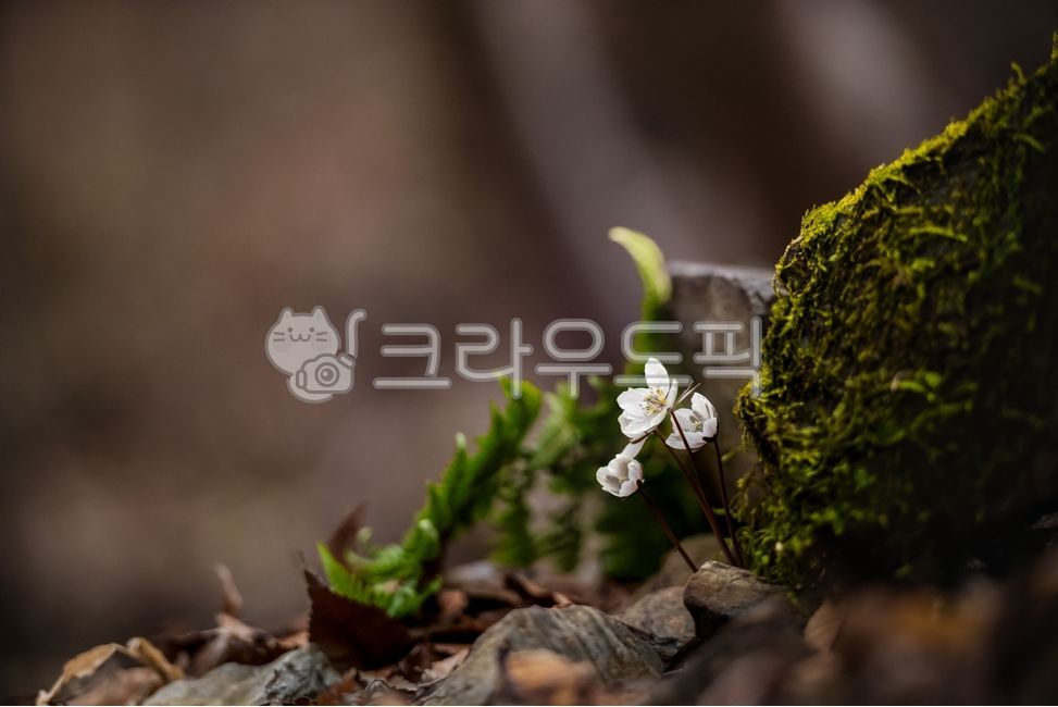 spring,mountain,petal,wind flower,flower