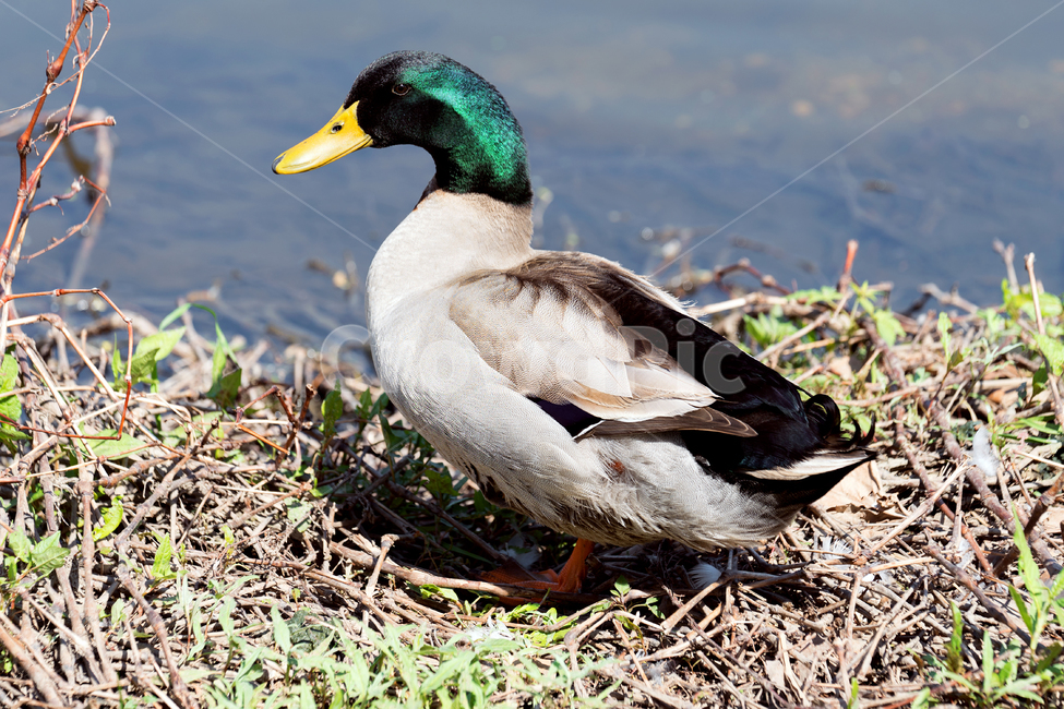 오리,청둥오리,새,조류,동물,철새,야생동물,자연,생태,생태계,bird,duck,animal,mallard,동물,animal,조류,새,birds