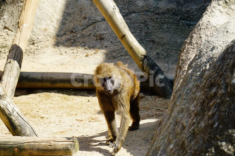 원숭이,아누비스개코원숭이,동물,animal,포유류,olivebaboon,anubisbaboon,monkey,동물,animal,포유류,mammal