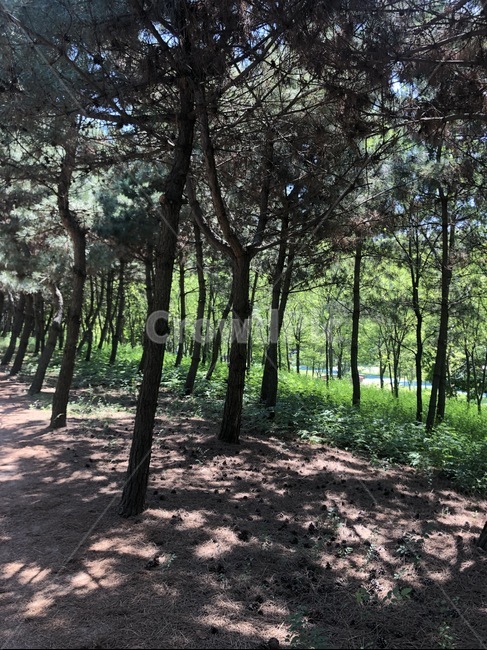 소나무,숲,풍경,나무,여름,tree,forest,summer
