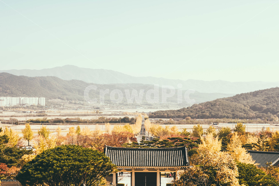 nature,자연,outdoors,옥외,countryside,가을,단풍,은행나무,풍경,가을,계절,fall,autumn,season,자연,풍경,nature,landscape,한국자연풍경,한국자연경관,korea nature landscape