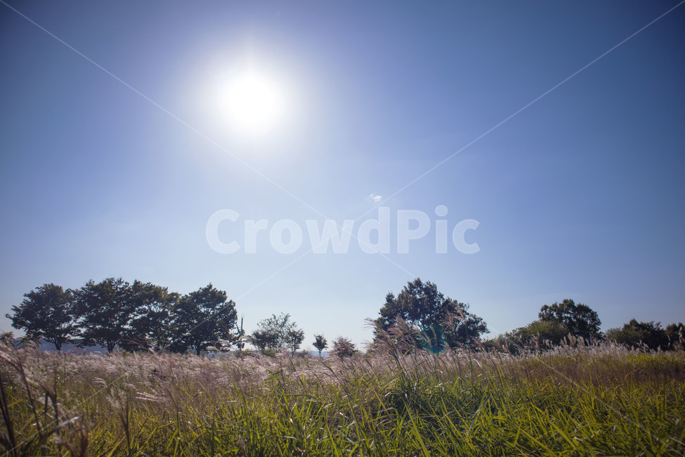 억새,억새밭,하늘공원,가을,억새풍경,하늘,햇빛,공원,식물,자연,풍경,landscape,fall,autumn,park,sky,가을,계절,fall,autumn,season,자연,풍경,nature,landscape,grassland,목초지,outdoors,옥외,field,들