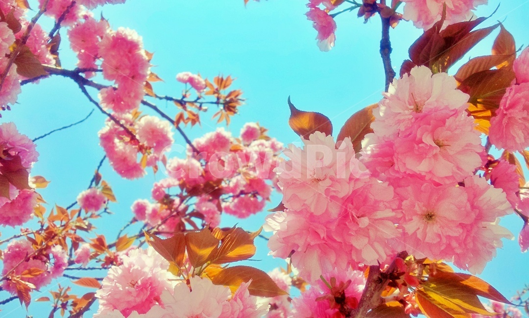 겹벚꽃,봄꽃,봄,꽃,cherryblossom,분홍꽃,분홍,pink,flower,blossom,plant,sky,하늘,식물,자연,plants,nature,꽃,flower