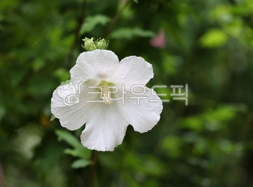 꽃,무궁화,근화,배달계,국화,꽃잎,flower,petal,hibisicussyriacus