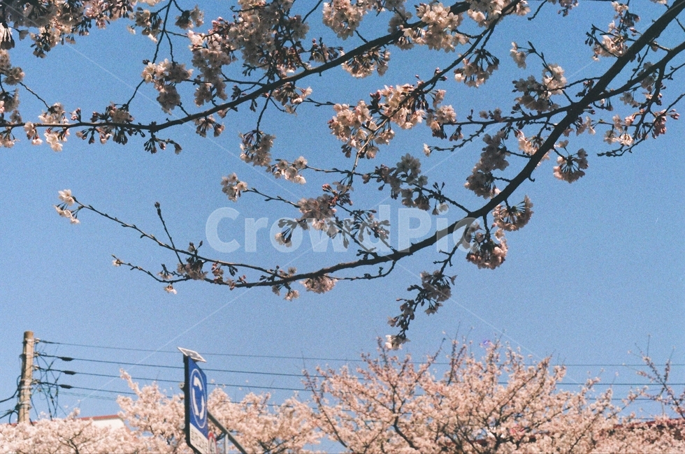 봄,벚꽃,spring,cherryblossoms,진해,축제,festival,korea,필름사진,filmphoto