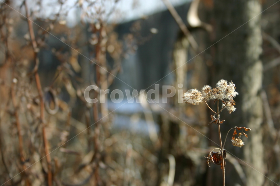 겨울,꽃,시들은,시든,쓸쓸함,tree,leaf,plant,green,nature,leaves,branch,fruit,isolated,spring,fresh,foliage,flower,garden,agriculture,flora,growth,forest,herb,organic,blossom,pine,macro,closeup,closeup,natural,twig,bloom,beauty,blooming,beautiful,petal,season,outdoors,environment,freshness,lush,grass,bouquet