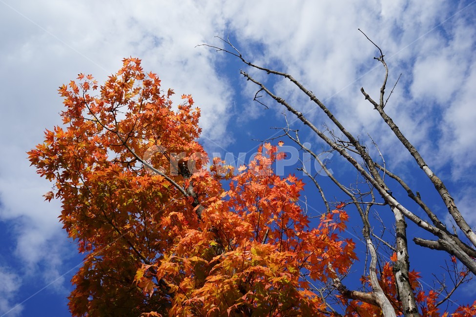 가을,단풍,단풍나무,화려함,가을풍경,autumn,fall,autumnleaves,plant,nature,계절,나무,븕은색,maple,red,season,colorful,느낌,감성,trees,branches,울긋불긋,자연단풍나무,하늘,파랑,구름,자연,풍경,빨강,tree,cloud,blue,cool,clean,가을,계절,fall,autumn,season,식물,자연,plants,nature,나무,trees,wood,leaf,잎