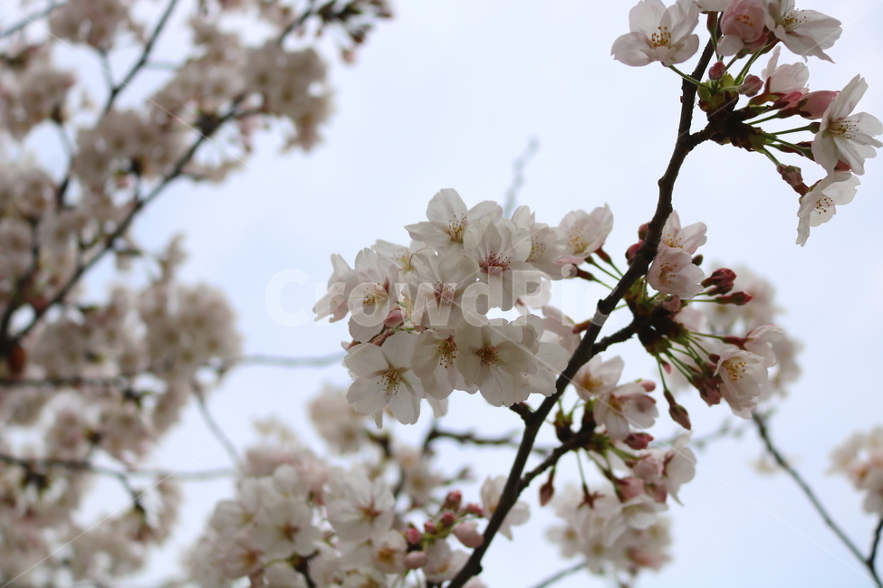 벚꽃,벚나무,벚꽃나무,나무,식물,꽃,장미과,봄,자연,봄,계절,spring,season,식물,자연,plants,nature,꽃,flower,plant,blossom,cherry blossom