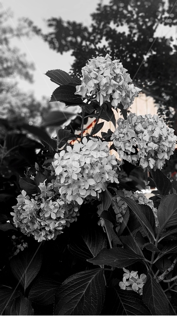 수국꽃,flower,흑백사진,꽃잎,꽃나무,bigleafhydrangea