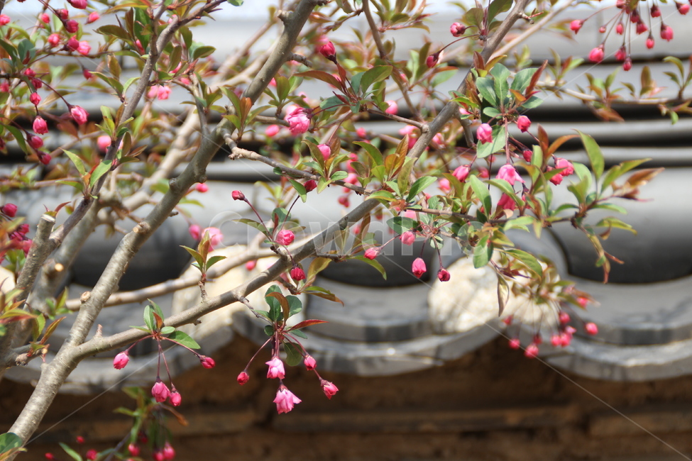 고택,목조건물,봄,꽃,새순,새잎,돌담,담장,기와,oldhouse,woodenbuilding,spring,flower,newleaf,bud,shoot,stonewall,rooftile