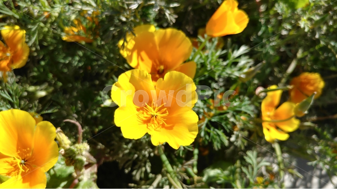 봄,꽃,봄꽃,금영화,켈리포니아포피,식물,자연,주홍색,봄볕,쾌청한날씨,CaliforniaPoppy,spring,springflower,orangecolor,springsunlight,dazzlingsunlight,AntelopeValley,California,봄,계절,spring,season,식물,자연,plants,nature,꽃,flower,plant,blossom