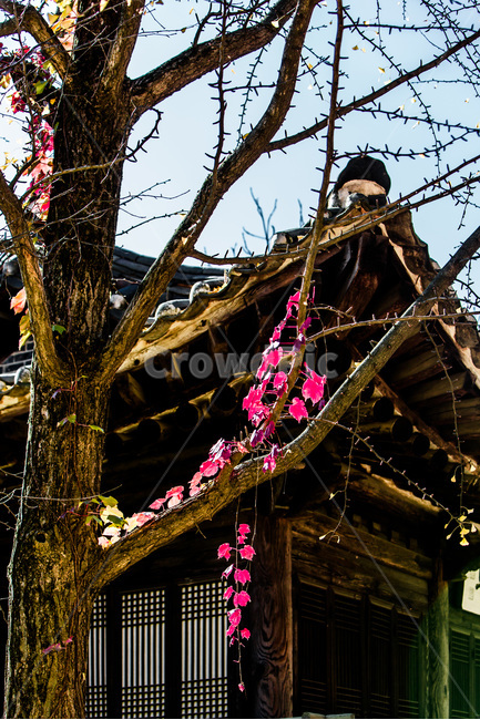 추녀,처마,고택,단풍,가을,패턴,가을,계절,fall,autumn,season,한국전통,한국문화,korean traditional,korean culture,식물,자연,plants,nature,나무,trees,wood,건축물,건물외관,exterior,building,structure,architecture,construction,건물,housing,주택