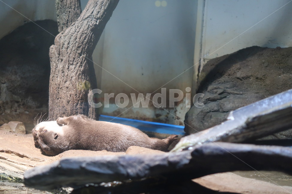 아쿠아리움,수족관,동물,수달,해파리,자연,aquarium,animal,otter,jellyfish,nature,물