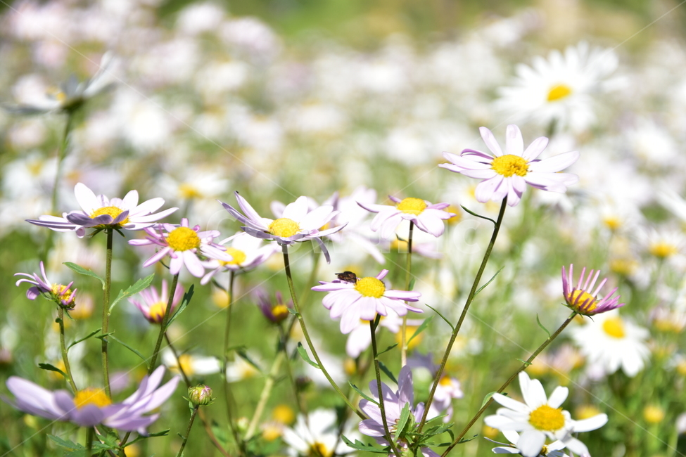 가을꽃,가을구절초,구절초,산청구절초,꽃,식물,자연,plants,nature,꽃,flower