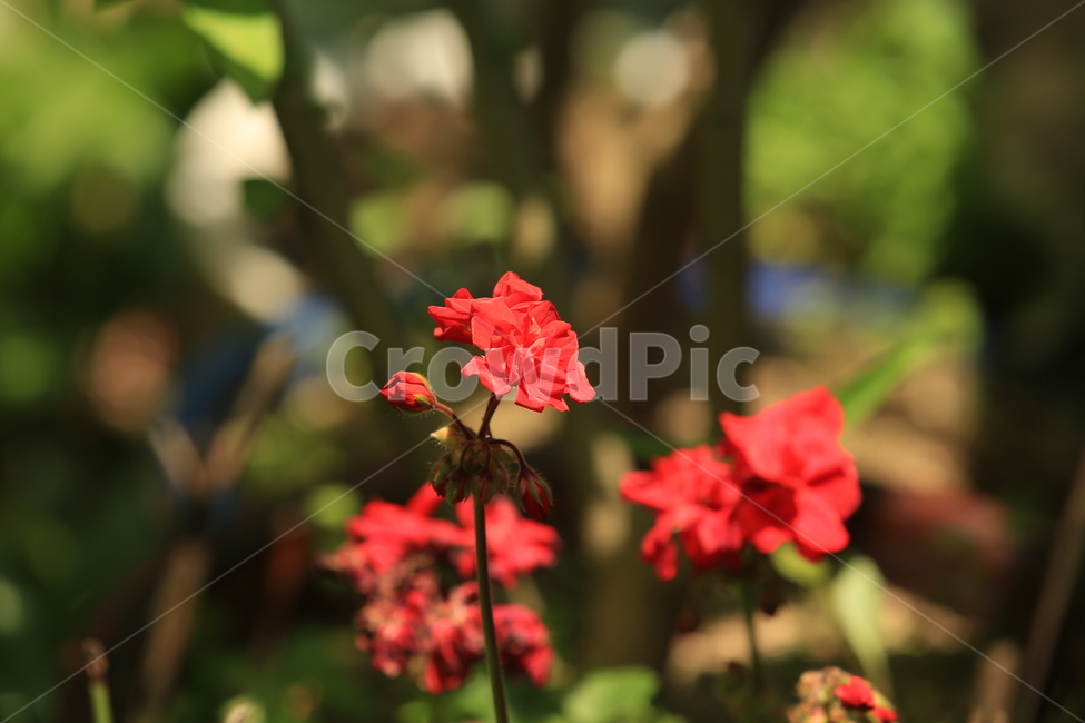 5월,may,rose,장미,season,계절,봄,여름,여왕,식물,자연,plants,nature,꽃,flower