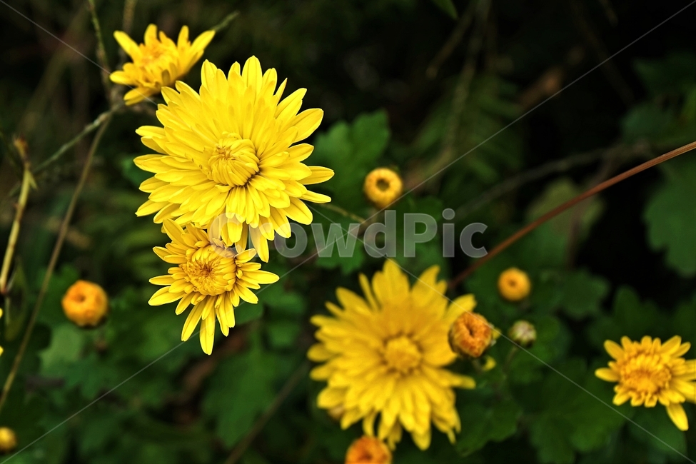 국화,노랑,가을,꽃,우아,자연,식물,연노랑,밝은노랑,진노랑,autumn,fall,flower,chrysanthemum,yellow,elegant,우아함,계절,season,floral,nobility,고귀함,향기,가을대표,가을꽃,노랑꽃,꽃봉오리,국화꽃,plant,식물,자연,plants,nature,꽃,flower