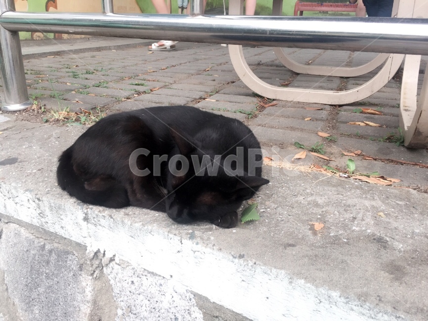 고양이,검은고양이,cat,sleepingcat,잠자는고양이,blackcat,동물,animal,포유류,mammal,고양이,cat,kitten,kitty