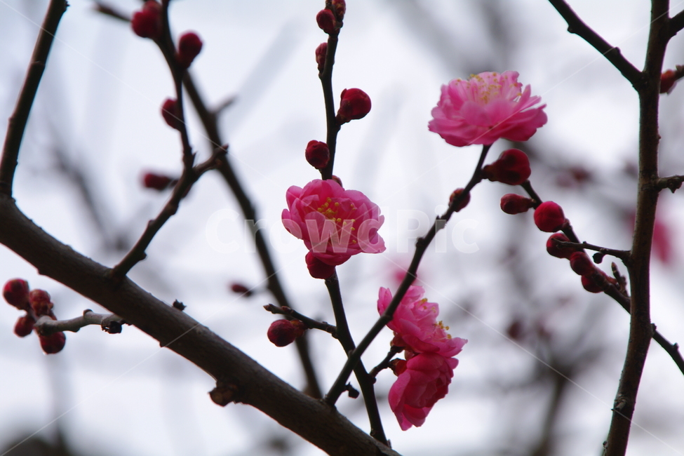 plant,식물,flower,blossom,꽃,매화,매화꽃,매화나무