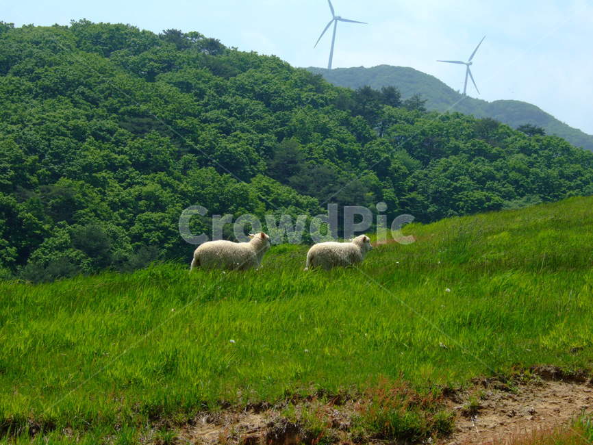 동물,양,양두마리,행복,동물커플,풀,animal,sheep,포유류,mammalia,푸른초원,대관령,양떼목장