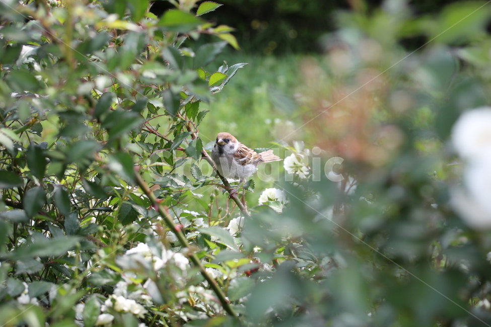 참새,새,자연,식물,조류,자연,풍경,nature,landscape,동물,animal,조류,새,birds,bird,sparrow
