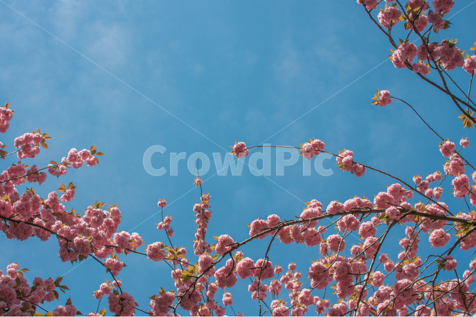 벚꽃,겹벚꽃,하늘,하늘벚꽃,꽃,봄꽃,봄,계절,spring,season,식물,자연,plants,nature,꽃,flower,plant,blossom,cherry blossom