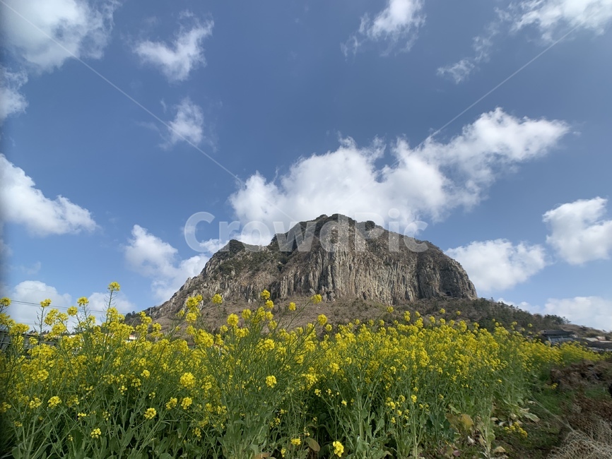 산방산,산방산유채꽃,유채꽃,입장권1000원,유채꽃축제,자연,풍경,nature,landscape,한국자연풍경,한국자연경관,korea nature landscape,제주도,jeju,jeju island,outdoors,옥외,grassland,목초지,field,들,meadow,rural,농촌,farm,농장