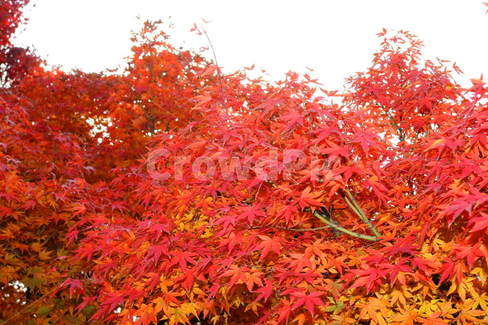 나무,단풍,단풍나무,식물,가을,자연,가을,계절,fall,autumn,season,식물,자연,plants,nature,tree,plant,maple,leaf,잎