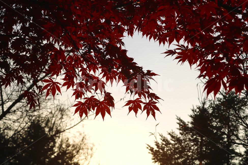 단풍,단풍나무,나무,식물,가을,자연,가을,계절,fall,autumn,season,식물,자연,plants,nature,plant,leaf,잎,tree,maple