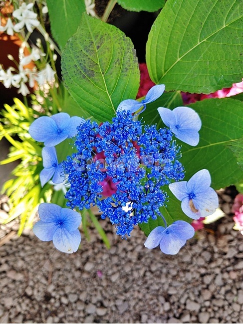 plant,식물,flower,blossom,꽃,수국,bigleafhydrangea