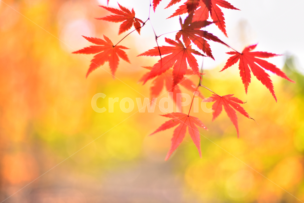 가을,단풍,단풍잎,보케,빛망울,플레어,flare,bokeh,가을분위기,가을감성,감성풍경,감성사진,느낌,필링,feeling,emotional,sensible,가을배경,계절,시즌,autumn,fall,background,maple,outdoor,야외,옥외,아웃도어,자연,배경,바탕,백그라운드,환경,tree,plant,leaf,natural,environment,forest,단풍숲,힐링,healing,잎,낙엽,빨강색,노랑색,red,yellow,colorful,칼라풀,컬러풀,오색찬란,가을,계절,fall,autumn,season,식물,나무