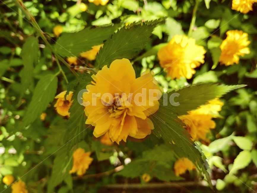 노란,꽃,flower,노란꽃,노란색,잎과꽃