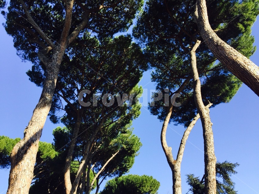tree,나무,treetrunk,나무줄기,plant,식물,나무,trees,wood