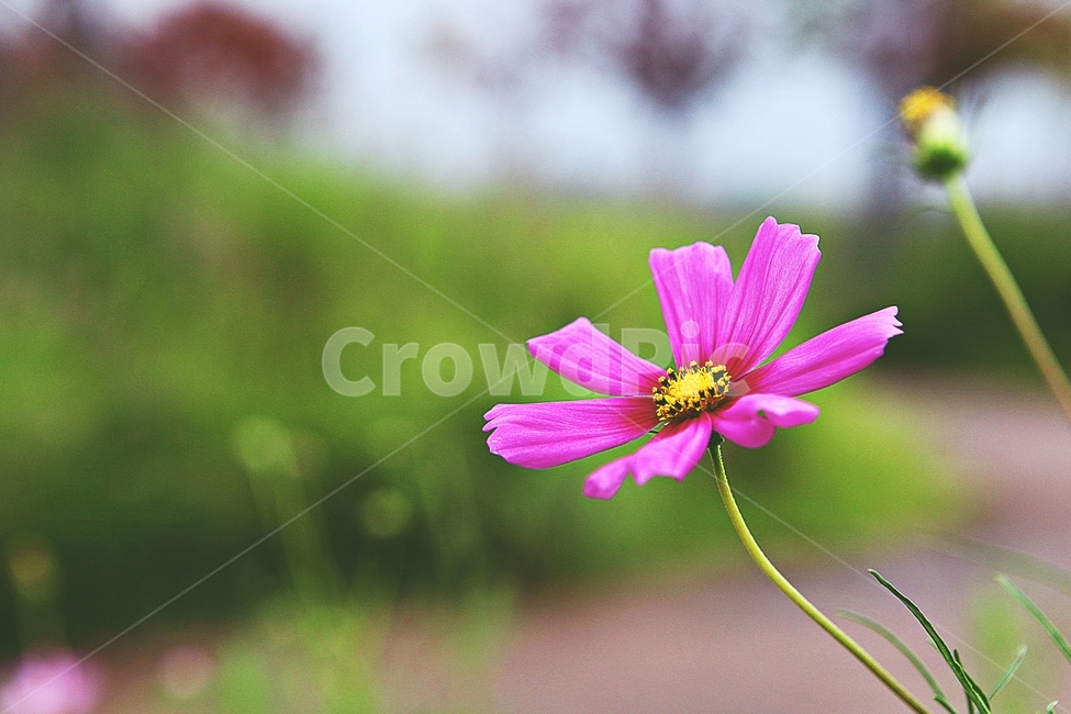 코스모스,꽃,꽃잎,들꽃,식물,가을꽃,가을,공원,자연,식물,자연,plants,nature,꽃,flower
